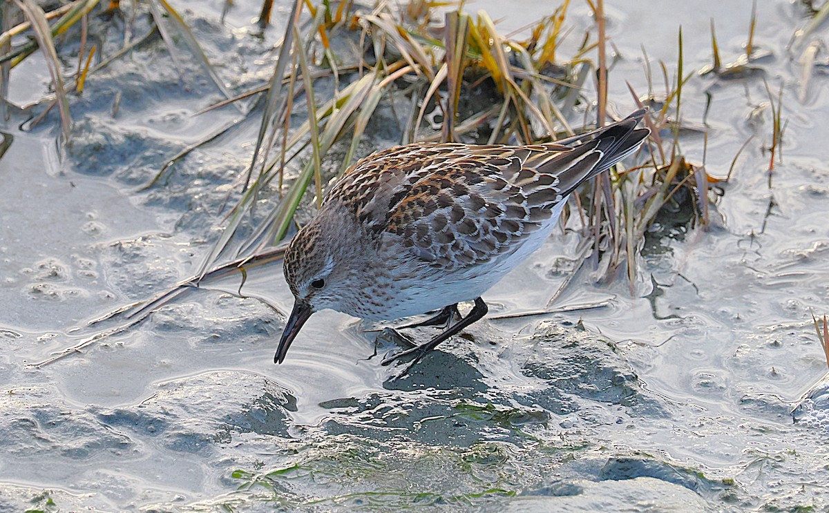 bonapartesnipe - ML645816086