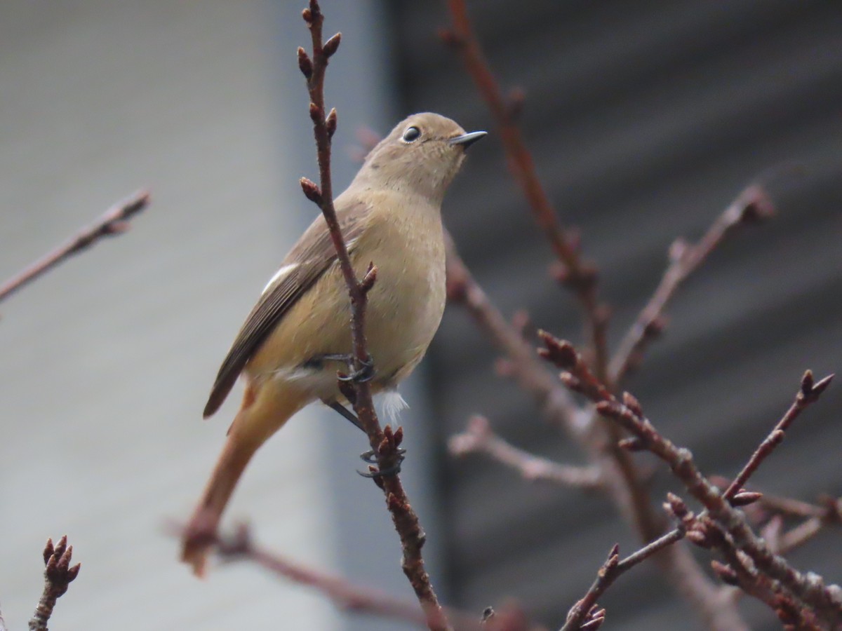חכלילית סיבירית - ML645816088