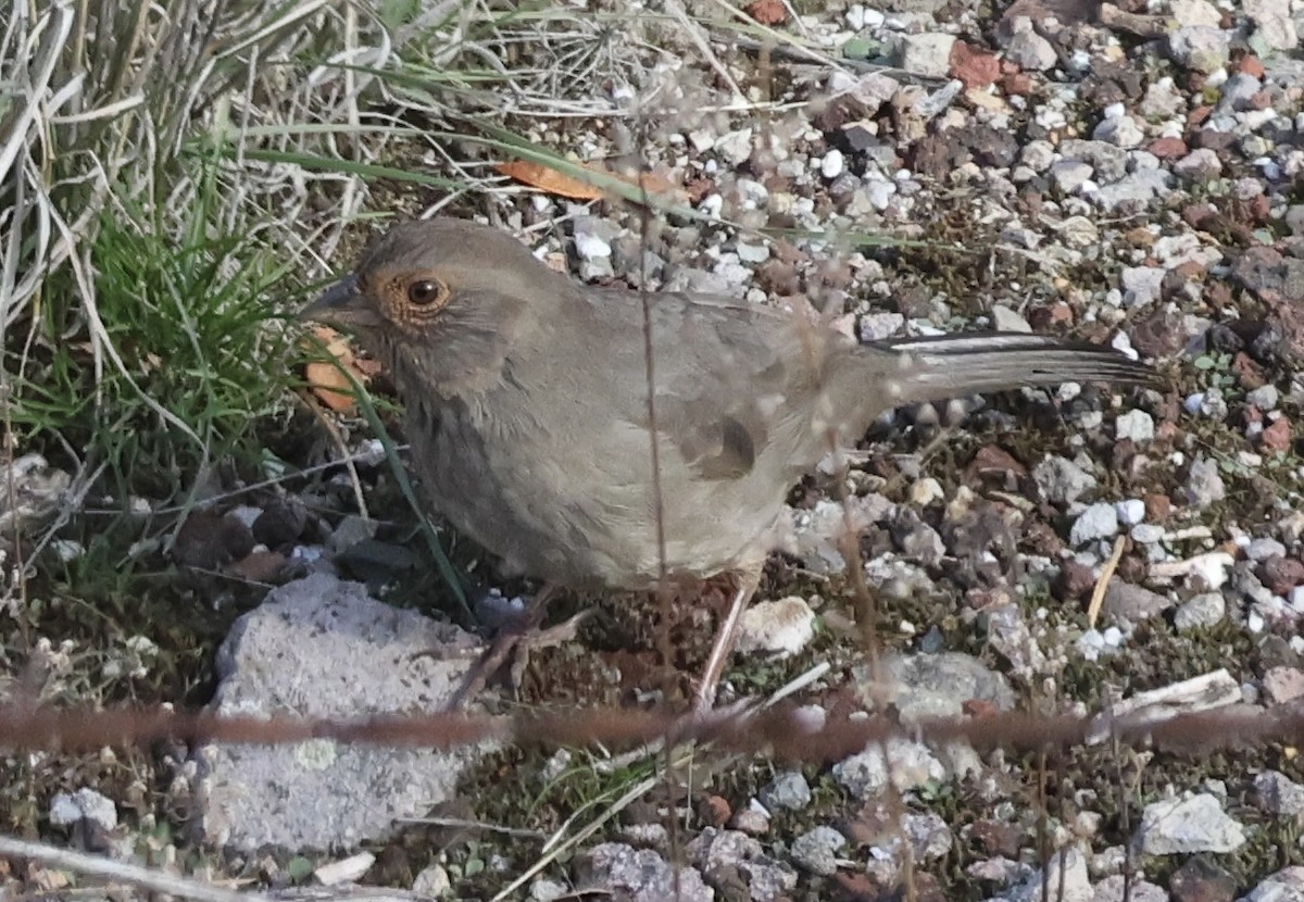 California Towhee - ML645816090