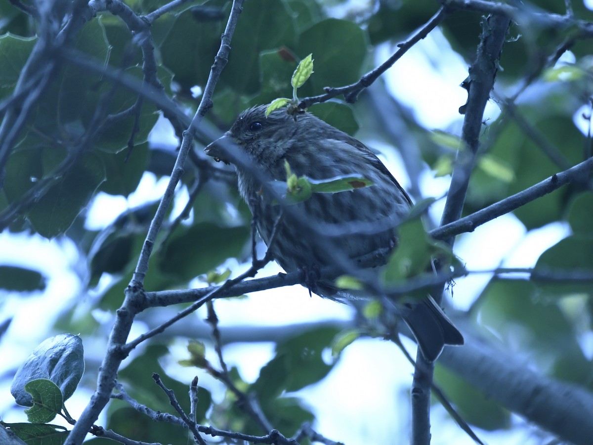 Purple Finch - ML645816103