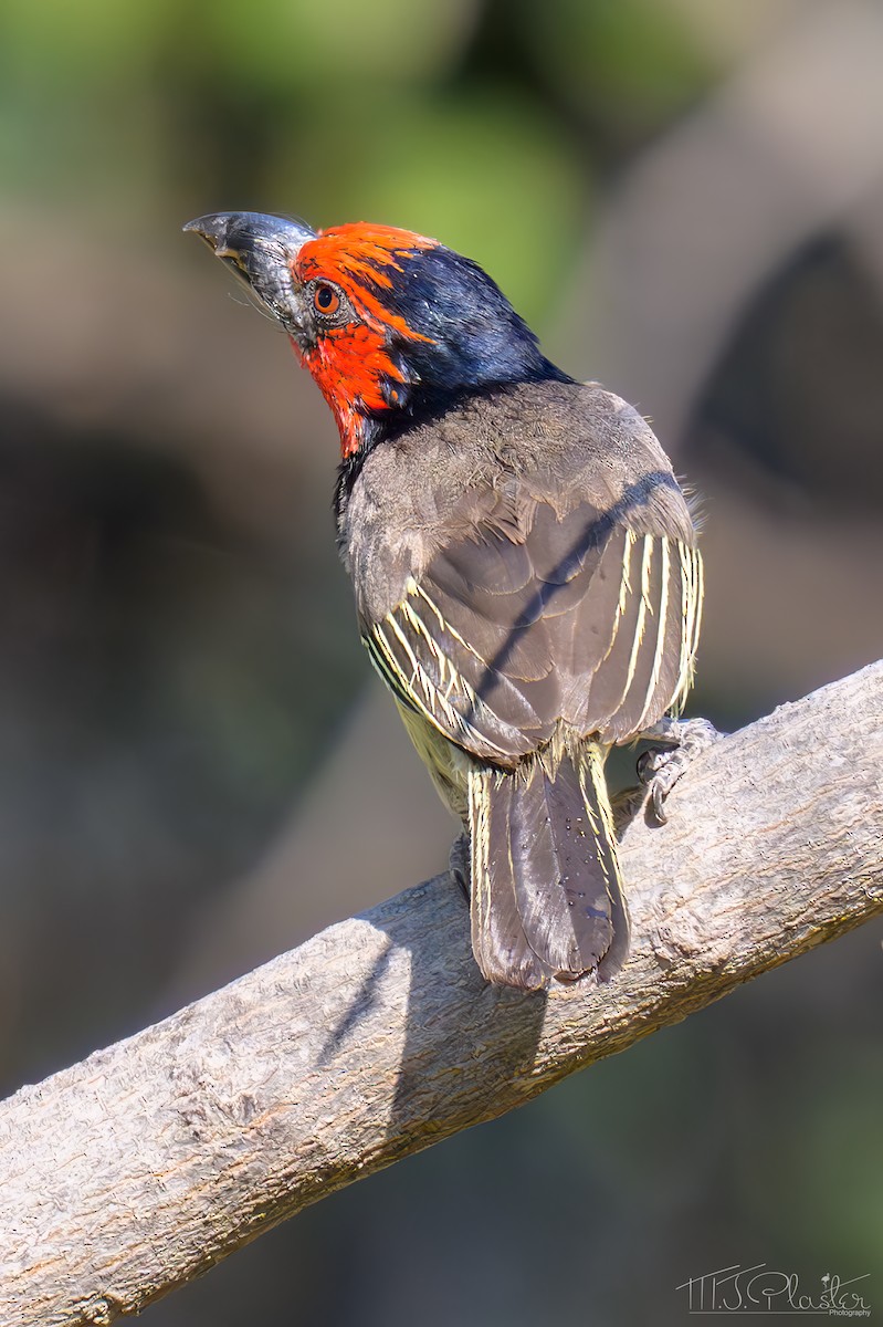 Лібія чорношия - ML645816113