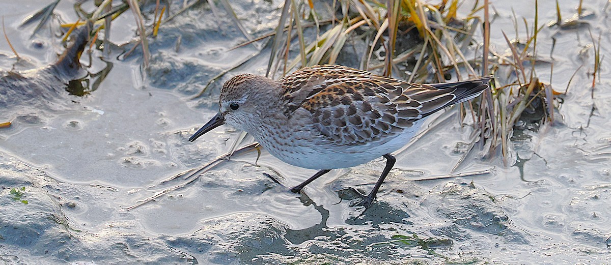 bonapartesnipe - ML645816114