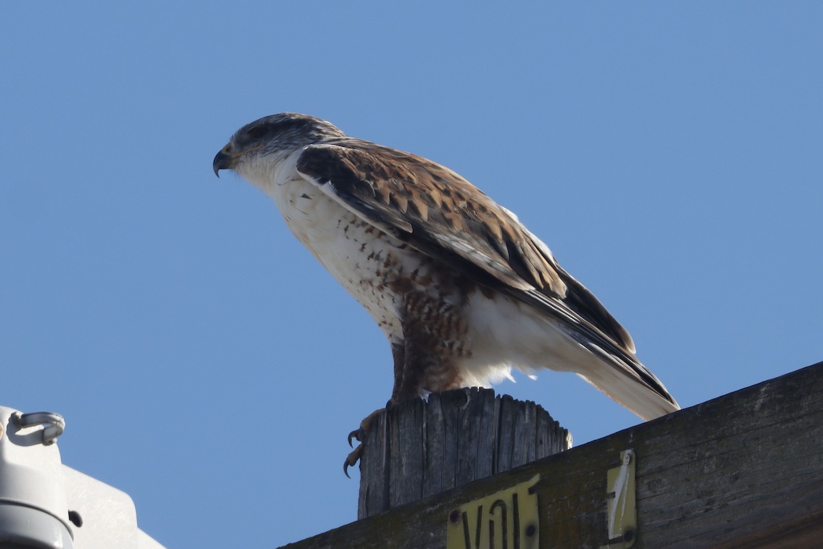 kongevåk - ML645816123