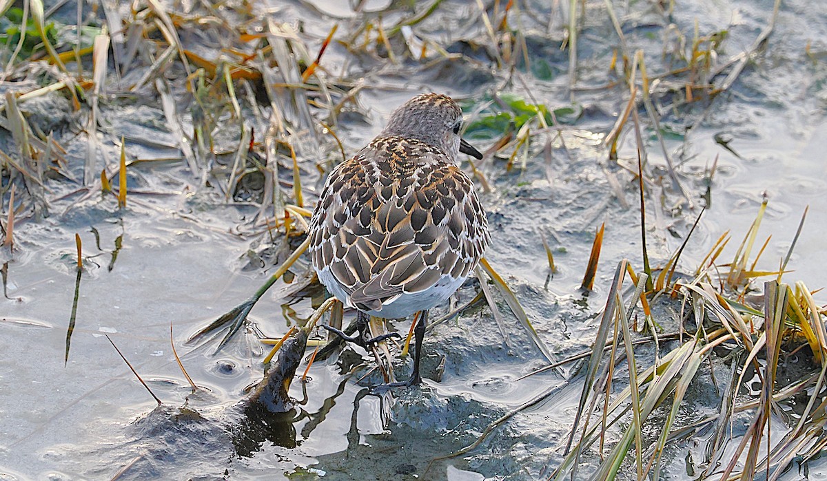 bonapartesnipe - ML645816127