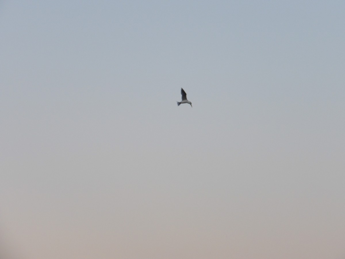 Australian Fairy Tern - ML645816146