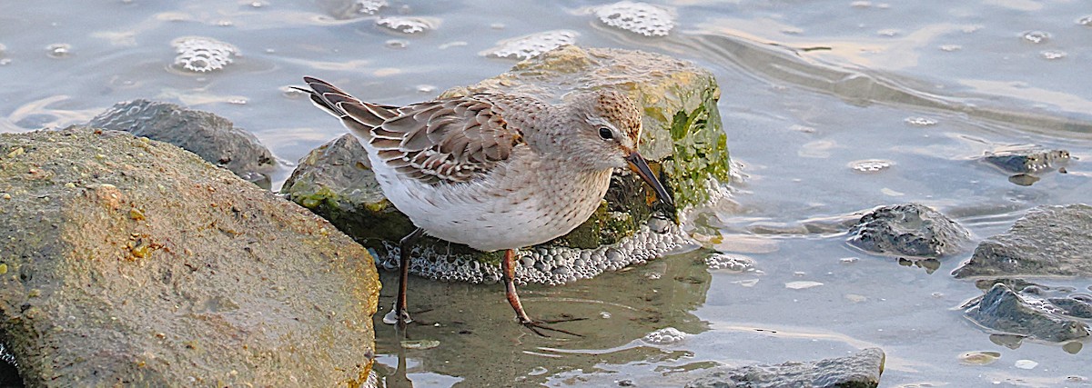 bonapartesnipe - ML645816153