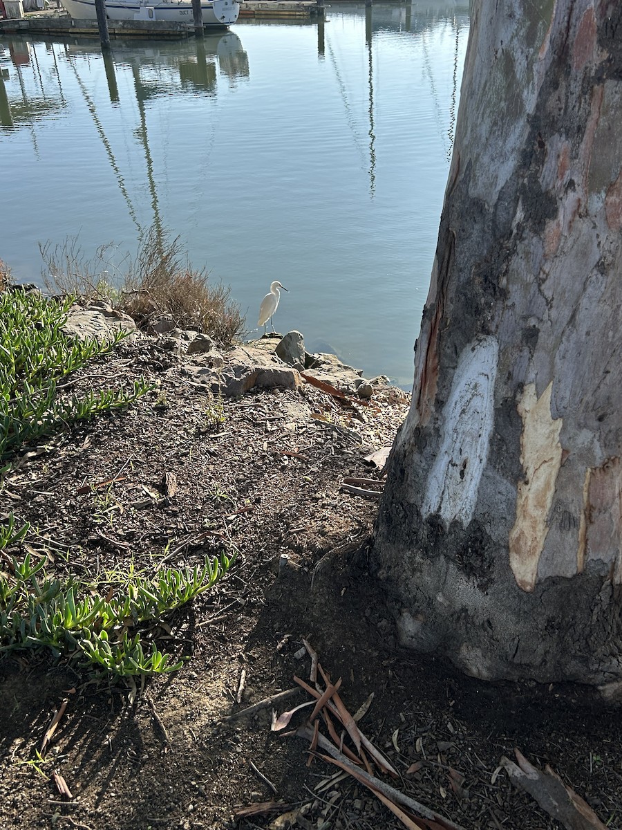 Snowy Egret - ML645816156