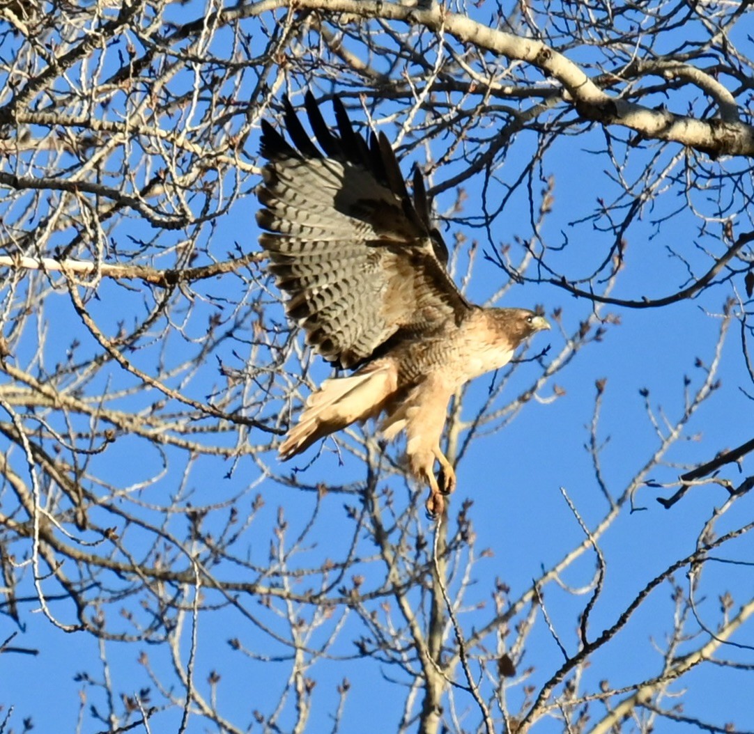 Red-tailed Hawk - ML645816164