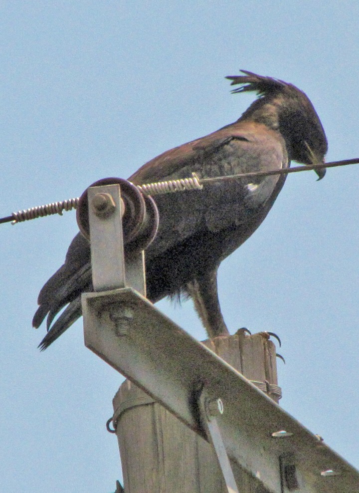 Long-crested Eagle - ML645816165