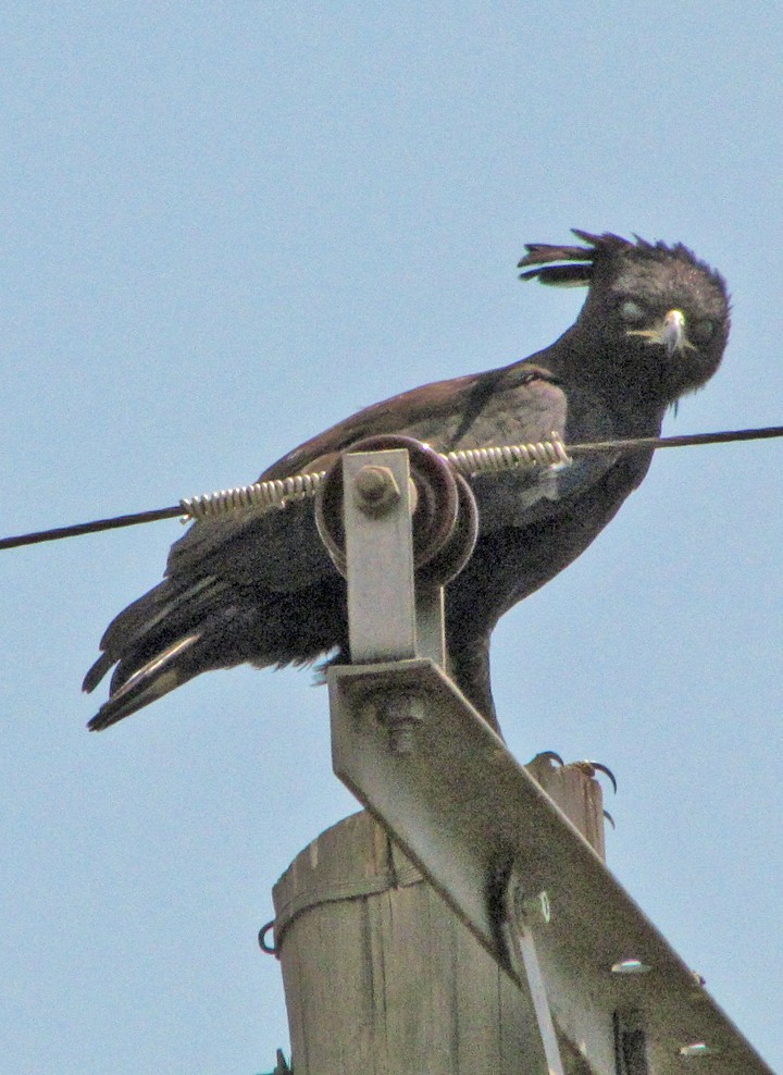 Long-crested Eagle - ML645816166