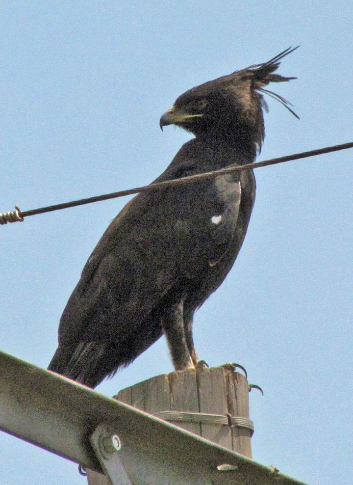 Long-crested Eagle - ML645816167