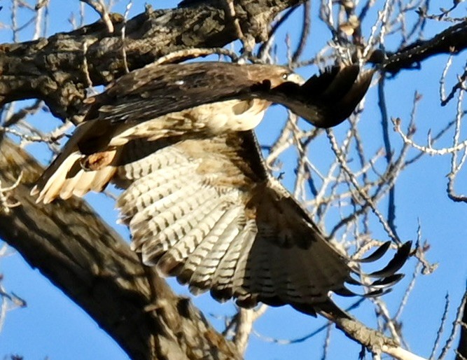 Red-tailed Hawk - ML645816168