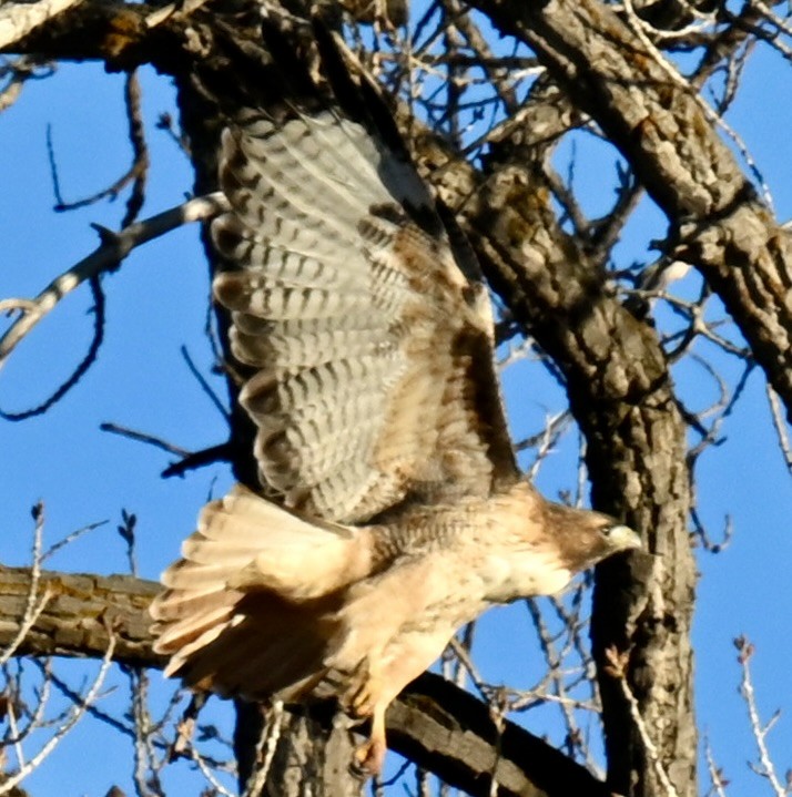 Red-tailed Hawk - ML645816170