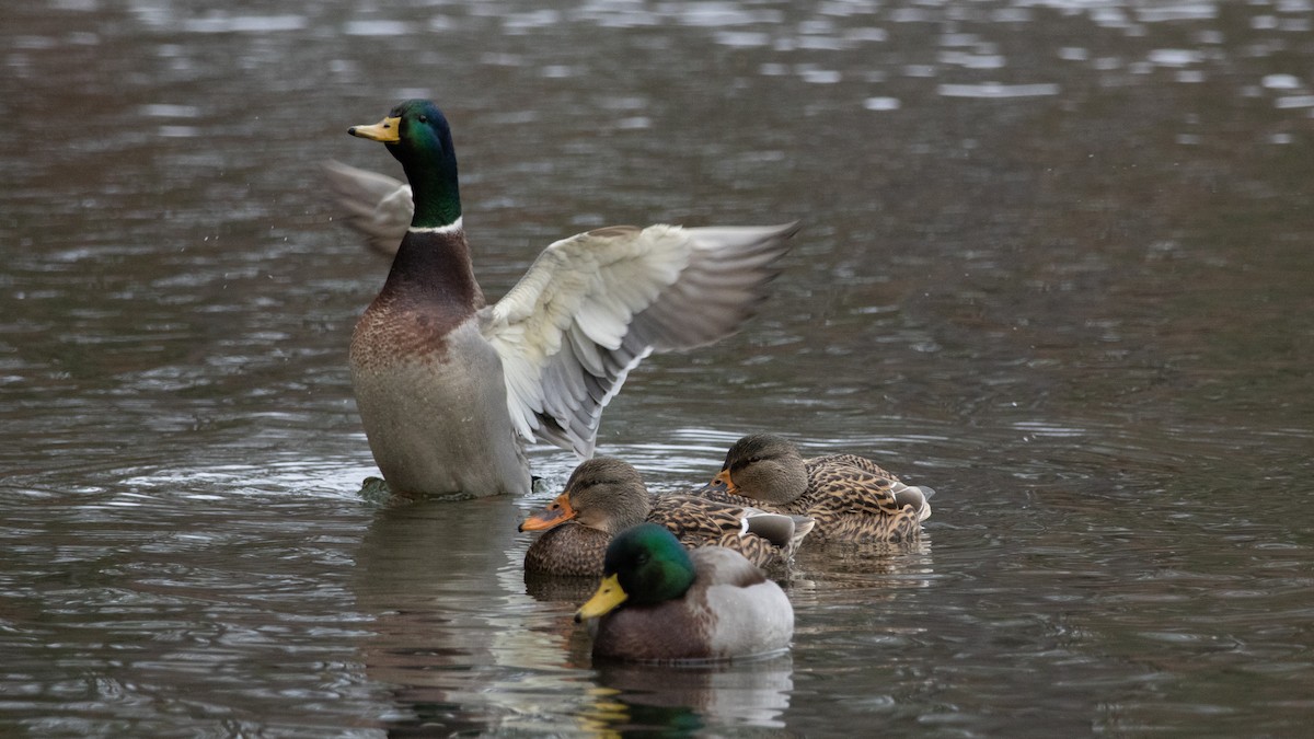 Mallard - ML645816171