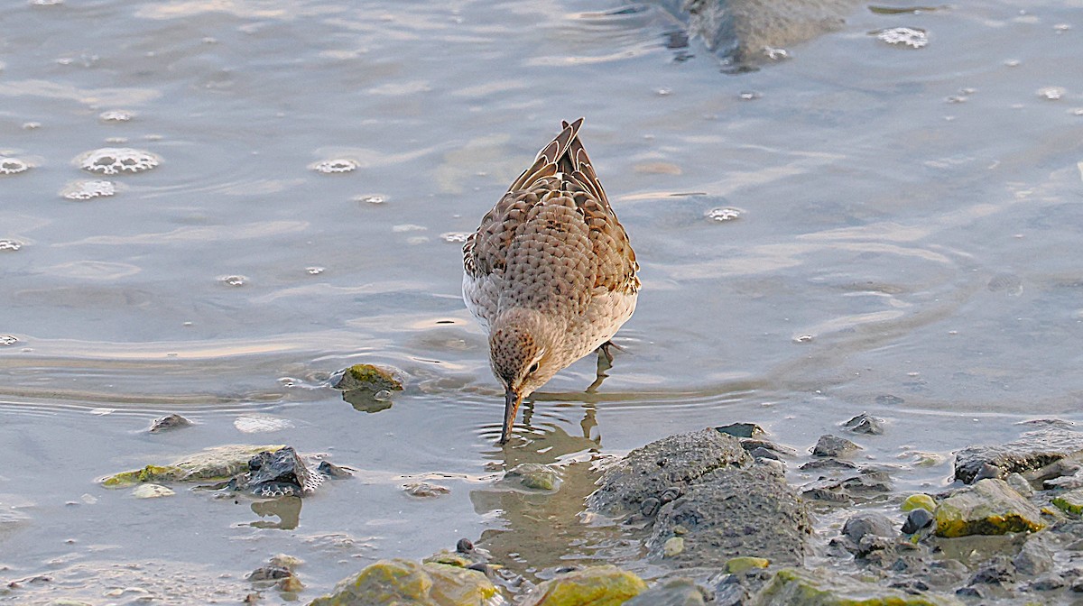 bonapartesnipe - ML645816172