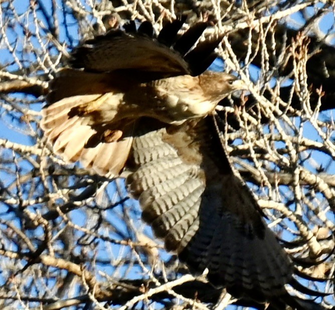 Red-tailed Hawk - ML645816174