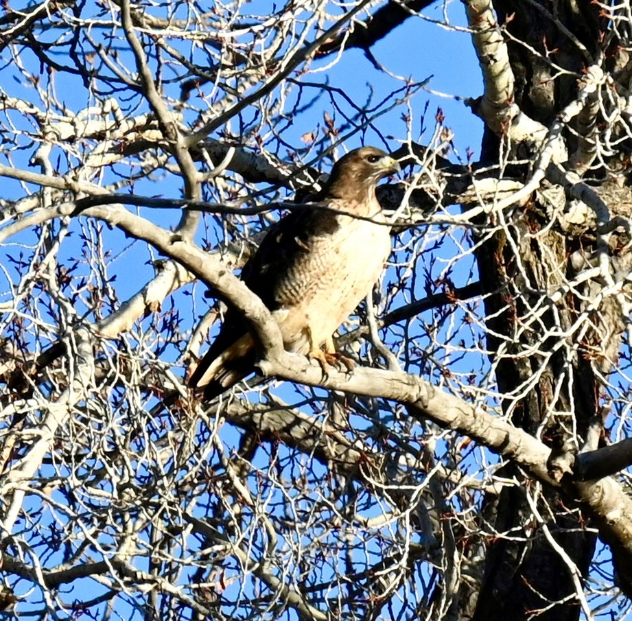Red-tailed Hawk - ML645816179