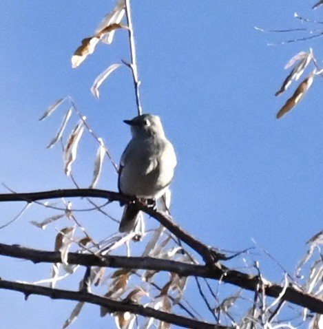 Townsend's Solitaire - ML645816182