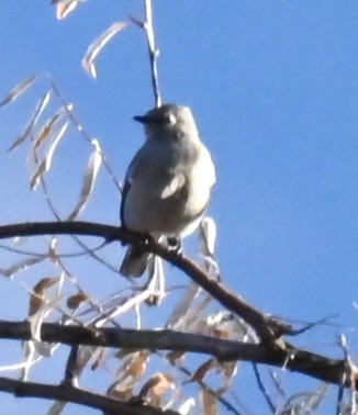 Townsend's Solitaire - ML645816183