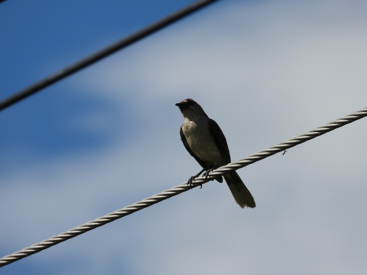 Tropical Mockingbird - ML645816184