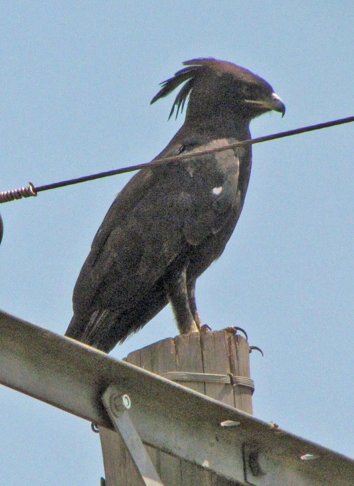 Long-crested Eagle - ML645816188