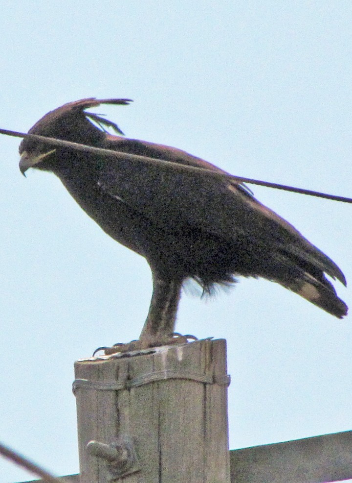 Long-crested Eagle - ML645816189