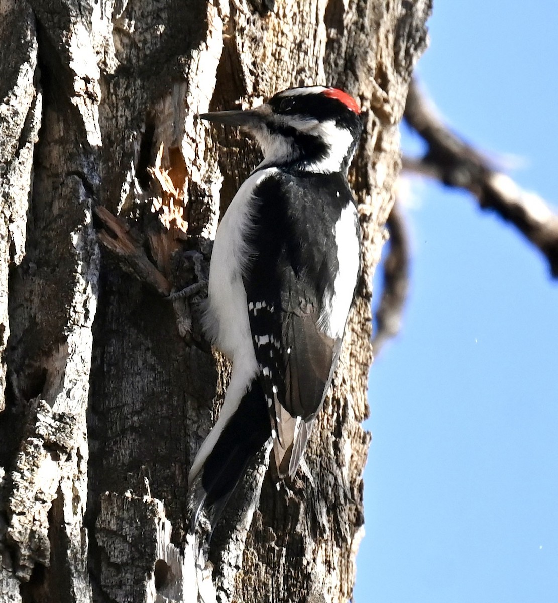 Hairy Woodpecker - ML645816199