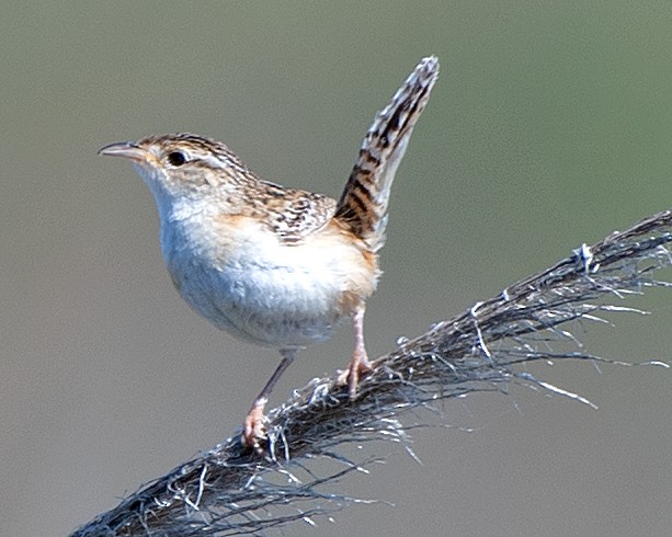 Pampazaunkönig - ML645816215