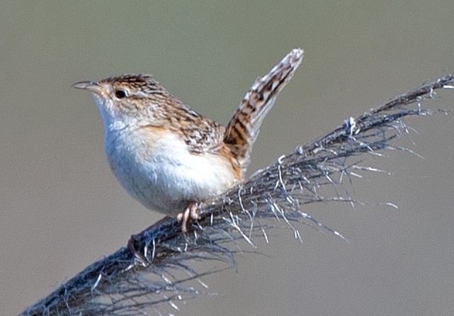 Pampazaunkönig - ML645816216