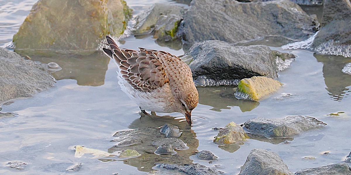 bonapartesnipe - ML645816217