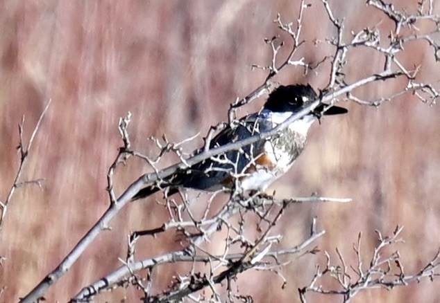 Belted Kingfisher - ML645816218