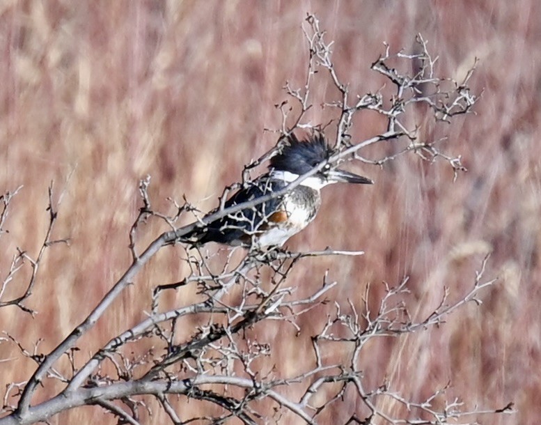 Belted Kingfisher - ML645816221
