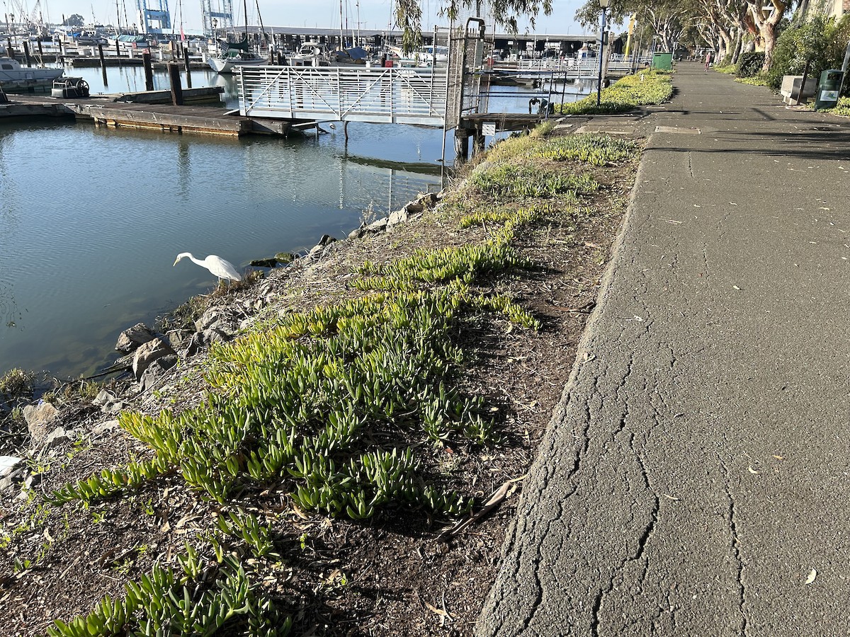 Koartza zuria - ML645816229