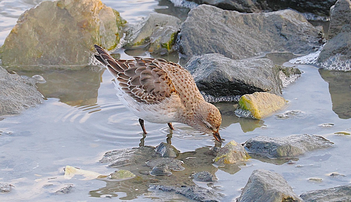 bonapartesnipe - ML645816238