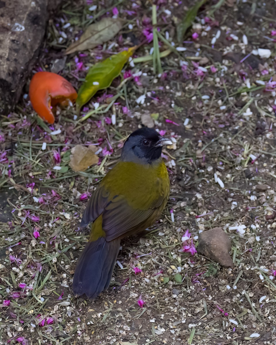 Пасовник великоногий - ML645816246