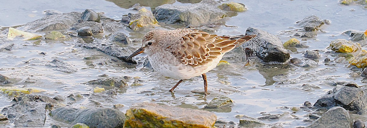 bonapartesnipe - ML645816250