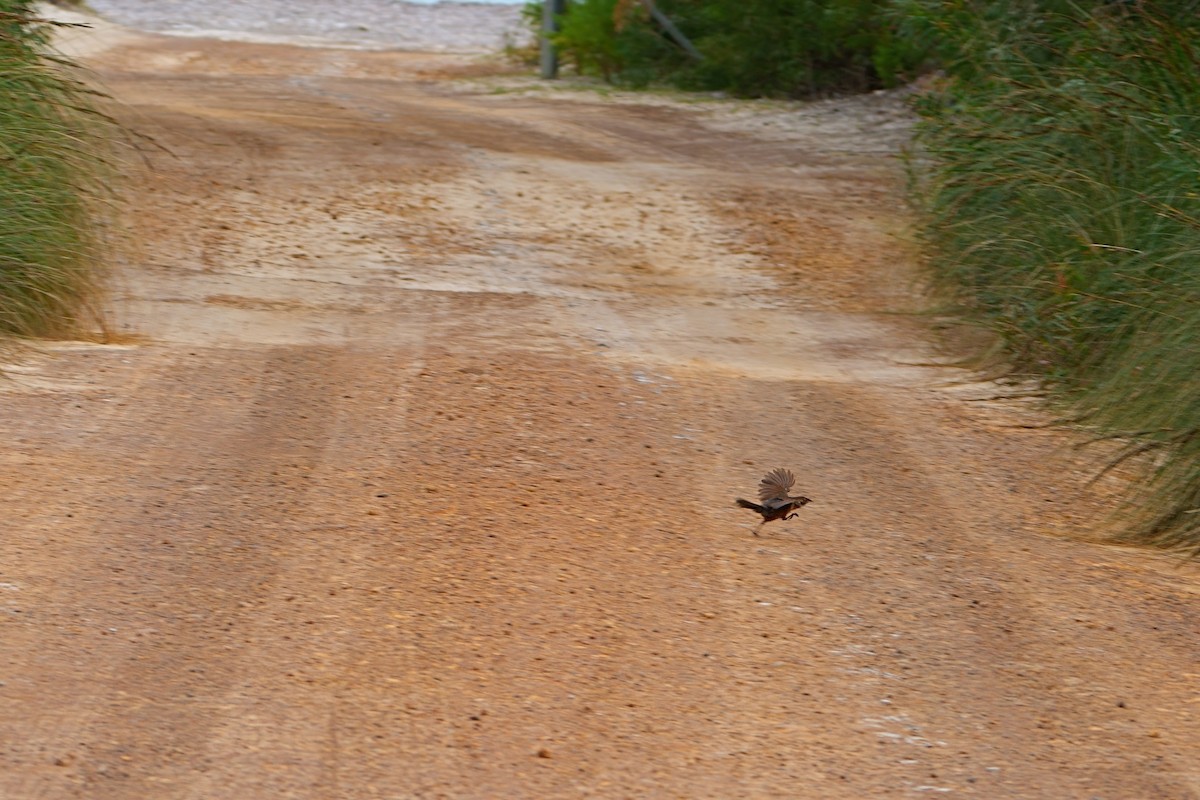 Noisy Scrub-bird - ML645816254