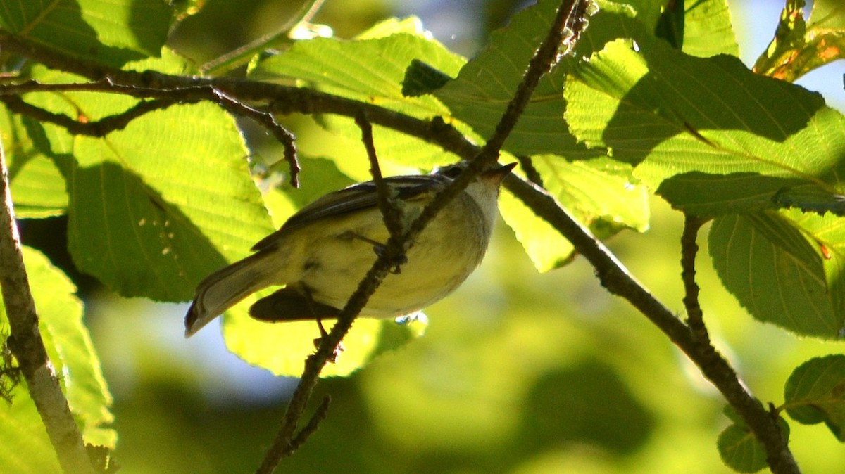 White-throated Tyrannulet - ML645816255