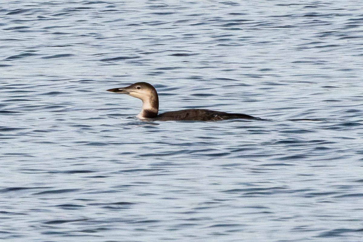 Common Loon - ML645816257