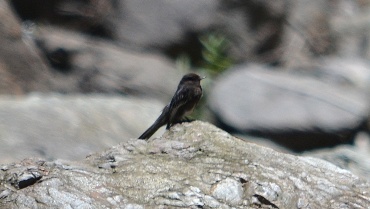 Black Phoebe - ML645816260
