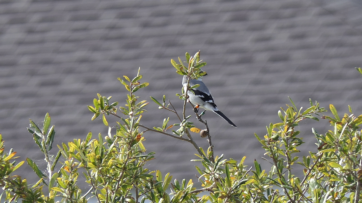 Loggerhead Shrike - ML645816270