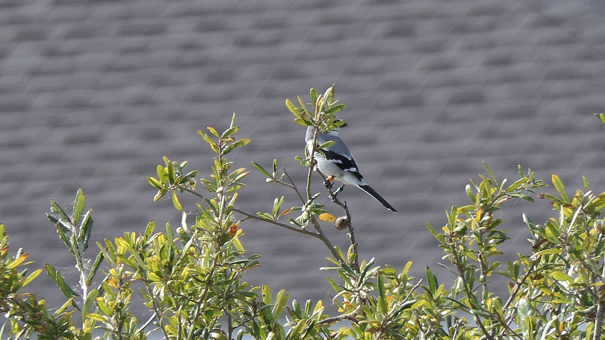 Loggerhead Shrike - ML645816271