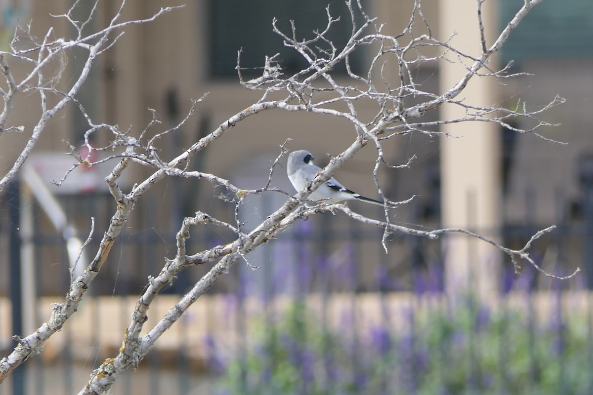 Loggerhead Shrike - ML645816279