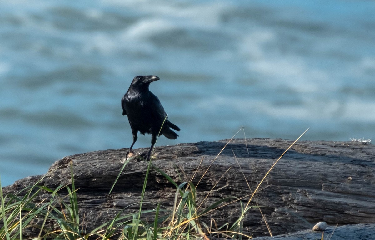 Corvo imperiale - ML645816281