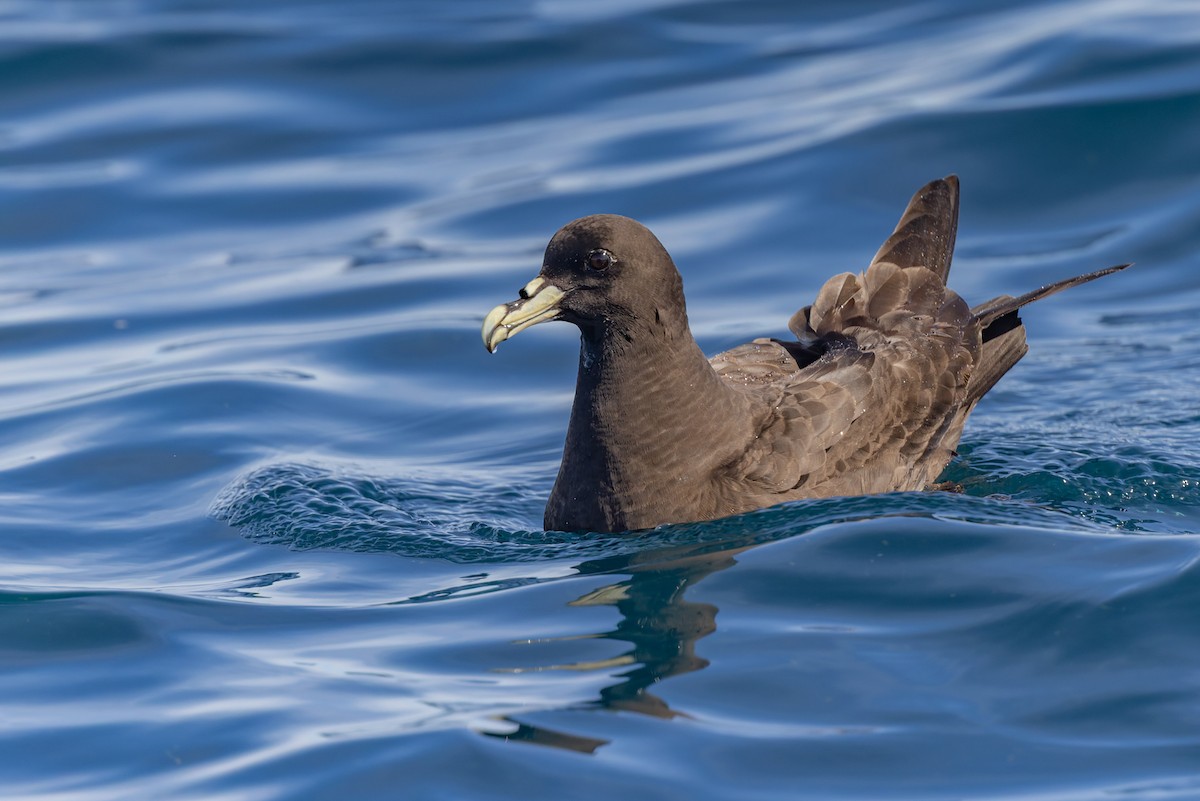 Beyaz Gıdılı Yelkovan - ML645816284