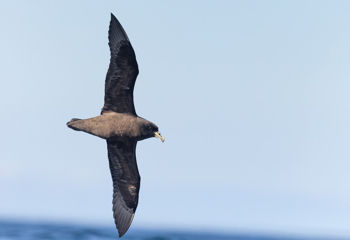 Beyaz Gıdılı Yelkovan - ML645816285