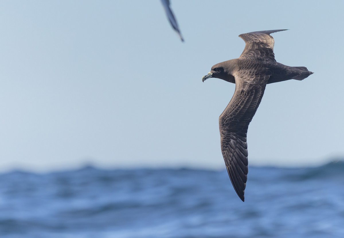 Beyaz Gıdılı Yelkovan - ML645816286