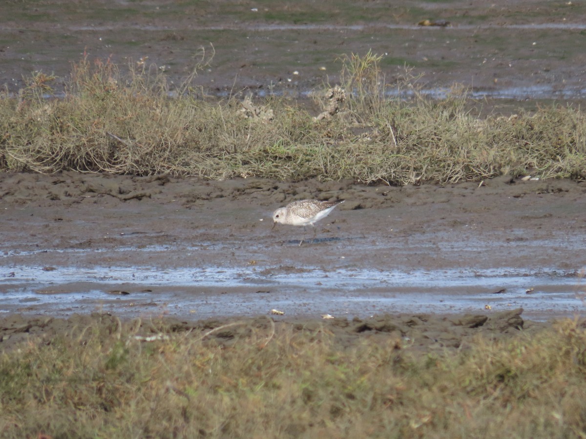 Black-bellied Plover - ML645816294