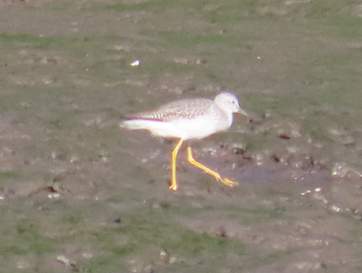 Greater Yellowlegs - ML645816298