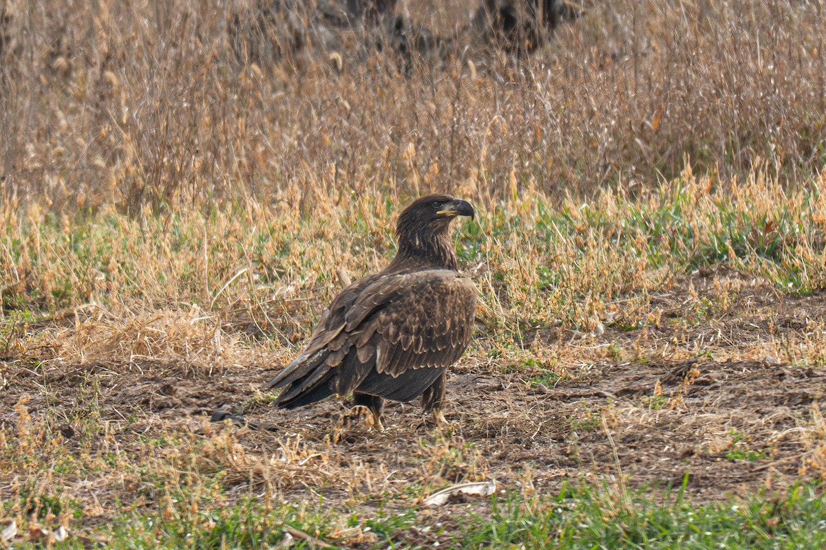 Pygargue à tête blanche - ML645816300